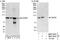 Centrosomal Protein 85 antibody, NBP1-78219, Novus Biologicals, Western Blot image 