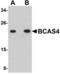 Breast Carcinoma Amplified Sequence 4 antibody, LS-B4634, Lifespan Biosciences, Western Blot image 