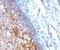 Melanoma Cell Adhesion Molecule antibody, 33-973, ProSci, Immunofluorescence image 