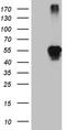 LIM Homeobox 2 antibody, TA810327S, Origene, Western Blot image 