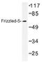 Frizzled-5 antibody, AP01316PU-N, Origene, Western Blot image 