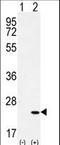 Corticotropin Releasing Hormone antibody, LS-C167037, Lifespan Biosciences, Western Blot image 