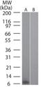 C-C motif chemokine 20 antibody, NBP2-27143, Novus Biologicals, Western Blot image 