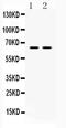 Heterogeneous nuclear ribonucleoprotein L antibody, PA5-79383, Invitrogen Antibodies, Western Blot image 