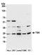 Translin antibody, A305-374A, Bethyl Labs, Western Blot image 