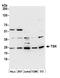 TSN antibody, A305-374A, Bethyl Labs, Western Blot image 