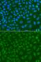 SSX Family Member 5 antibody, PA5-76249, Invitrogen Antibodies, Immunofluorescence image 