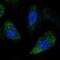 NPR3 Like, GATOR1 Complex Subunit antibody, PA5-52849, Invitrogen Antibodies, Immunofluorescence image 