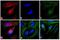 Rabbit IgG Fc antibody, A16129, Invitrogen Antibodies, Immunofluorescence image 