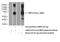 Growth Differentiation Factor 2 antibody, 17769-1-AP, Proteintech Group, Western Blot image 