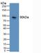 Cadherin 16 antibody, MBS2027351, MyBioSource, Western Blot image 