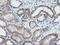 Makorin Ring Finger Protein 1 antibody, LS-C173615, Lifespan Biosciences, Immunohistochemistry frozen image 