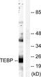 Prostaglandin E Synthase 3 antibody, LS-C117718, Lifespan Biosciences, Western Blot image 