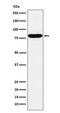 Heat Shock Transcription Factor 1 antibody, M00250-1, Boster Biological Technology, Western Blot image 