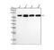 Heat Shock Transcription Factor 1 antibody, M00250-1, Boster Biological Technology, Western Blot image 