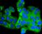 Glycogen Synthase Kinase 3 Alpha antibody, NBP2-67441, Novus Biologicals, Immunofluorescence image 