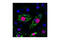 Peroxisome Proliferator Activated Receptor Gamma antibody, 2443S, Cell Signaling Technology, Immunocytochemistry image 