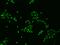 DEAH-Box Helicase 15 antibody, 202744-T02, Sino Biological, Immunohistochemistry paraffin image 