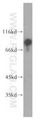 RAP1 GTPase Activating Protein antibody, 19174-1-AP, Proteintech Group, Western Blot image 