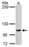 Myosin IC antibody, NBP2-19454, Novus Biologicals, Western Blot image 