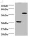 Programmed Cell Death 6 antibody, A51813-100, Epigentek, Western Blot image 