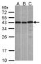 Zinc Finger CCCH-Type Containing 8 antibody, LS-C185854, Lifespan Biosciences, Western Blot image 