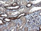 KIT Ligand antibody, LS-C788505, Lifespan Biosciences, Immunohistochemistry paraffin image 