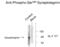 Synaptotagmin 1 antibody, XPS-1028, ProSci, Western Blot image 