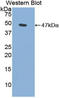 Phospholipase A2 Group IIA antibody, LS-C295913, Lifespan Biosciences, Western Blot image 