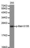BCL2 Associated Agonist Of Cell Death antibody, abx000360, Abbexa, Western Blot image 