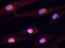 HR Lysine Demethylase And Nuclear Receptor Corepressor antibody, AF5708, R&D Systems, Immunofluorescence image 