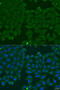 Interferon Alpha 6 antibody, 23-267, ProSci, Immunofluorescence image 