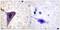 BH3 Interacting Domain Death Agonist antibody, PA5-38262, Invitrogen Antibodies, Immunohistochemistry paraffin image 