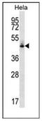 Milk Fat Globule-EGF Factor 8 Protein antibody, AP52057PU-N, Origene, Western Blot image 