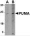 BCL2 Binding Component 3 antibody, PM-4529, ProSci Inc, Western Blot image 