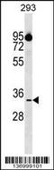 Cytokine Induced Apoptosis Inhibitor 1 antibody, 59-098, ProSci, Western Blot image 