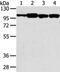 SLIT-ROBO Rho GTPase Activating Protein 1 antibody, PA5-50832, Invitrogen Antibodies, Western Blot image 