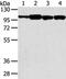 SLIT-ROBO Rho GTPase-activating protein 1 antibody, PA5-50832, Invitrogen Antibodies, Western Blot image 