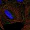 Killer Cell Lectin Like Receptor K1 antibody, HPA068877, Atlas Antibodies, Immunofluorescence image 