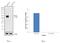 Basigin (Ok Blood Group) antibody, 34-5600, Invitrogen Antibodies, Western Blot image 