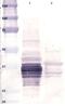 Alpha/beta-gliadin antibody, HYB 314-02-02, Invitrogen Antibodies, Western Blot image 