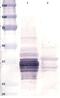 Alpha/beta-gliadin antibody, HYB 314-02-02, Invitrogen Antibodies, Western Blot image 