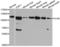 Toll Like Receptor 8 antibody, LS-C331494, Lifespan Biosciences, Western Blot image 