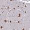 Elongation Factor 1 Homolog antibody, HPA045606, Atlas Antibodies, Immunohistochemistry frozen image 