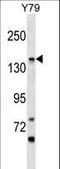 Phosphatidylinositol Glycan Anchor Biosynthesis Class O antibody, LS-C158659, Lifespan Biosciences, Western Blot image 