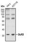 TNF Receptor Superfamily Member 6b antibody, PA5-17369, Invitrogen Antibodies, Western Blot image 
