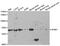 Amyloid Beta Precursor Protein Binding Family B Member 1 antibody, MBS2517450, MyBioSource, Western Blot image 