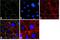 Tight junction protein ZO-3 antibody, 720298, Invitrogen Antibodies, Immunofluorescence image 