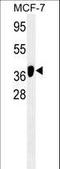 Autophagy Related 4B Cysteine Peptidase antibody, LS-B10684, Lifespan Biosciences, Western Blot image 