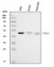 Forkhead Box L2 antibody, A01185-1, Boster Biological Technology, Western Blot image 